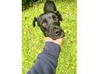 Adopt Bruno a Black - with White Labrador Retriever / Terrier (Unknown Type