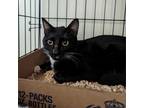 Adopt Sawyer a All Black Domestic Shorthair / Mixed cat in Lynchburg