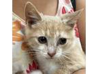 Adopt Burt a Tan or Fawn Tabby Domestic Shorthair / Mixed cat in Lynchburg