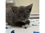 Adopt Seaweed a Gray or Blue Domestic Mediumhair / Mixed cat in Lynchburg
