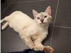Adopt Blue a Cream or Ivory (Mostly) Domestic Shorthair (short coat) cat in West