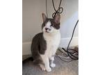 Adopt Binx a Gray, Blue or Silver Tabby Domestic Shorthair (short coat) cat in
