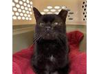 Adopt Mister Mack a All Black Domestic Shorthair / Mixed cat in Lynchburg