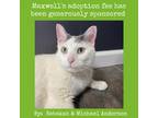 Adopt Maxwell a White Domestic Shorthair / Mixed cat in Lynchburg, VA (39084664)