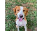 Adopt Tucker a Foxhound / Mixed dog in Lynchburg, VA (39084654)