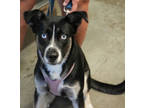 Adopt Bella a Black Husky / Mixed dog in Bowling Green, KY (39083655)