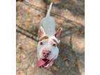 Adopt Toby a White American Pit Bull Terrier / Mixed dog in Spartanburg