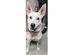 Adopt Valiente a Tan/Yellow/Fawn German Shepherd Dog / Mixed dog in Spartanburg