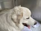 Adopt Stray, W Triana Ln a White Great Pyrenees / Mixed dog in Inverness