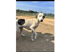 Adopt Lola a White Greyhound / Mixed dog in Abbeville, SC (39084491)