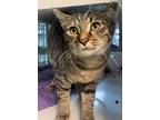 Adopt Wiley a Brown or Chocolate Domestic Shorthair / Domestic Shorthair / Mixed