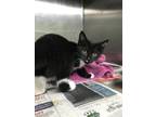 Adopt Jello a All Black Domestic Shorthair / Domestic Shorthair / Mixed cat in