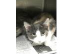 Adopt Callie a Gray or Blue Domestic Shorthair / Domestic Shorthair / Mixed cat