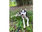 Adopt Milo a Black - with White Siberian Husky / Mixed dog in Jupiter