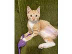 Adopt Simon (ka) a Orange or Red Tabby Domestic Shorthair (short coat) cat in