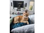 Adopt Winston a Orange or Red Tabby Tabby / Mixed (short coat) cat in Winter