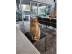 Adopt Slinky a Orange or Red Tabby Tabby / Mixed (short coat) cat in Winter