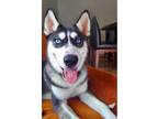 Adopt Domino a Gray/Blue/Silver/Salt & Pepper Siberian Husky / Mixed dog in