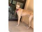 Adopt Zaher a Tan/Yellow/Fawn - with White Greyhound / Mixed dog in Toronto