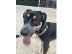 Adopt Bean a Black German Shepherd Dog / Rottweiler / Mixed dog in Fort Mill
