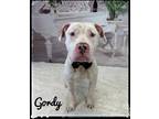 Adopt Gordy a White Mixed Breed (Medium) / Mixed dog in Flint, MI (39084272)