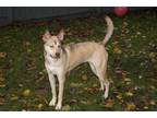 Adopt Penelope a White - with Tan, Yellow or Fawn Husky / Pitsky dog in Lansing