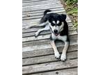 Adopt Luna a Black - with Tan, Yellow or Fawn Alaskan Klee Kai / German Shepherd