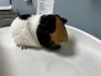 Adopt Willow a Black Guinea Pig / Guinea Pig / Mixed small animal in Maumee