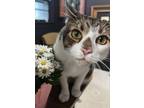 Adopt Jagger a Brown Tabby Domestic Shorthair (short coat) cat in Greenville