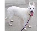 Adopt Amber! Stunning Shepherd Girl! a White German Shepherd Dog / Mixed dog in