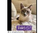 Adopt Violet a American Shorthair / Mixed (long coat) cat in Westwood