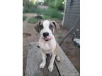 Adopt Bandit - Pending Adoption a American Staffordshire Terrier / Beagle dog in