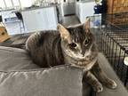 Adopt Dusty a Gray or Blue Tabby / Mixed (short coat) cat in Escondido