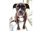 Adopt Haven a Brown/Chocolate American Pit Bull Terrier / Mixed dog in Kokomo