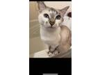 Adopt Nala a Cream or Ivory (Mostly) Siamese / Mixed (short coat) cat in