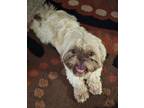 Adopt Teddy a Brown/Chocolate Shih Tzu / Lhasa Apso / Mixed dog in Wichita