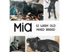 Adopt Mia a Black - with White Labrador Retriever / Mixed dog in Pennellville