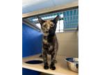 Adopt Mew Mew a All Black Domestic Shorthair / Domestic Shorthair / Mixed cat in