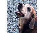 Adopt Luke Bryan a Tricolor (Tan/Brown & Black & White) Beagle / Mixed dog in
