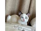 Adopt Gia a White Snowshoe / Mixed cat in Long Beach, CA (39083377)