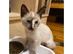 Adopt Padme a White Snowshoe / Mixed cat in Long Beach, CA (39083374)