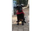 Adopt Sadie a Black Labrador Retriever / Pointer / Mixed dog in Angwin