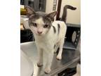Adopt Troubadour a White American Shorthair / Domestic Shorthair / Mixed cat in