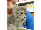 Adopt Nala a Gray, Blue or Silver Tabby Maine Coon (medium coat) cat in