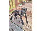 Adopt Patty a Black - with White American Pit Bull Terrier / Labrador Retriever