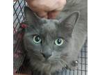 Adopt Faye a Domestic Mediumhair / Mixed cat in Spokane Valley, WA (39082961)