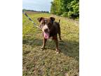 Adopt Grayson a Brown/Chocolate - with White Shar Pei / Staffordshire Bull