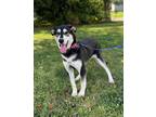 Adopt Ember a Mixed Breed (Medium) / Mixed dog in Grand Forks, ND (39078766)