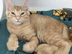 Adopt Jude a Orange or Red Domestic Mediumhair / Domestic Shorthair / Mixed cat
