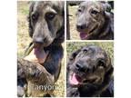 Adopt Canyon a Black Shepherd (Unknown Type) / Mixed dog in Commerce